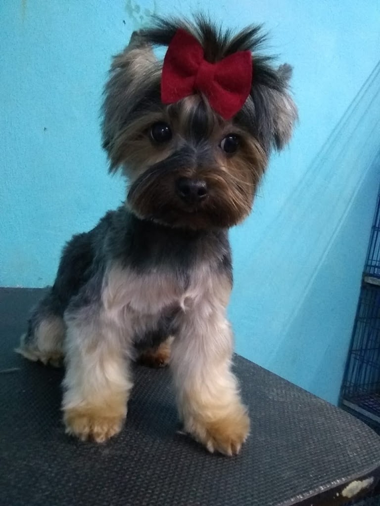 Aleman Clinica Veterinaria — Perro
