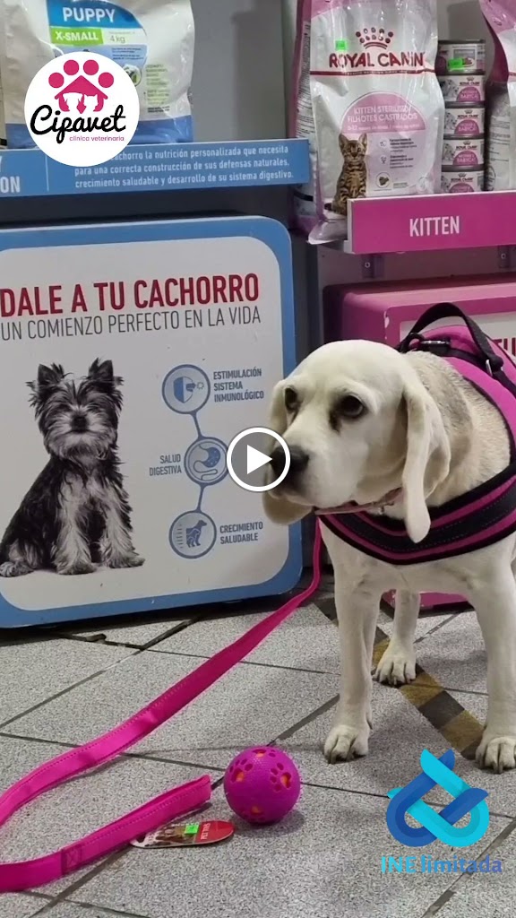 Perro