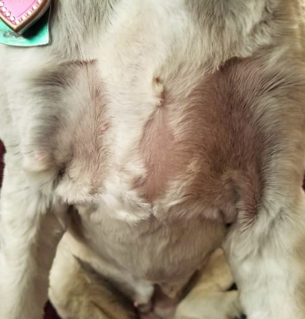 Dog