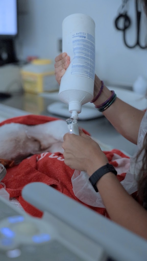 Hospital Veterinario Cruz Piedra — Mas recientes