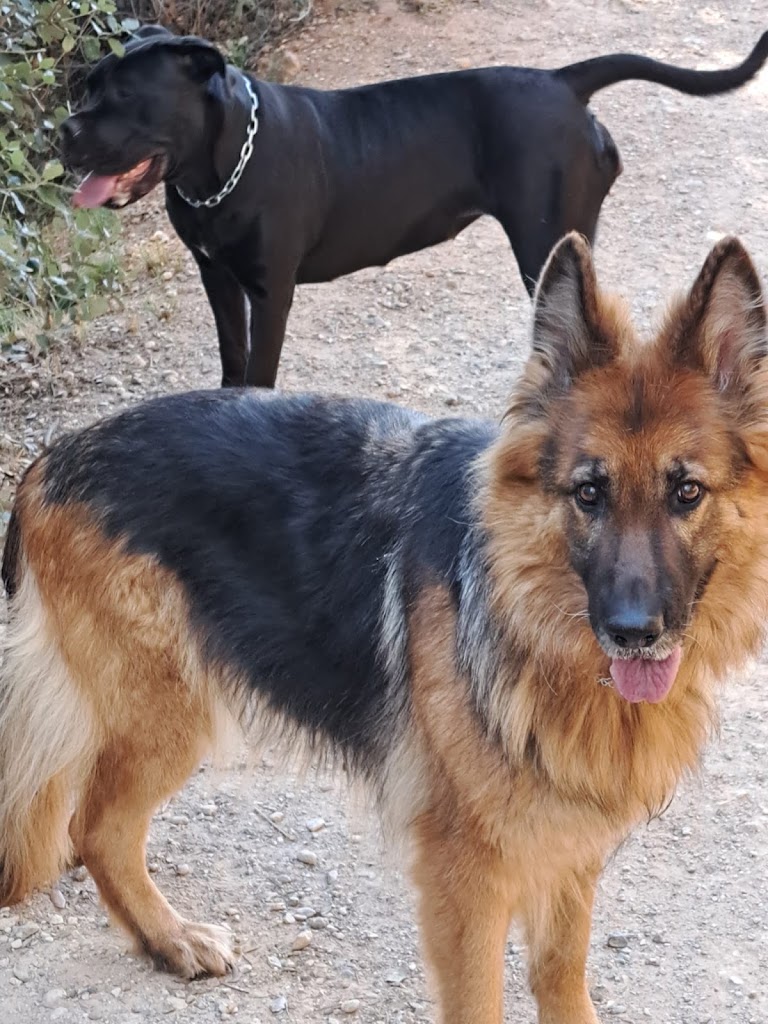 Consultorio Veterinario Petirrojo Terrassa — Perro