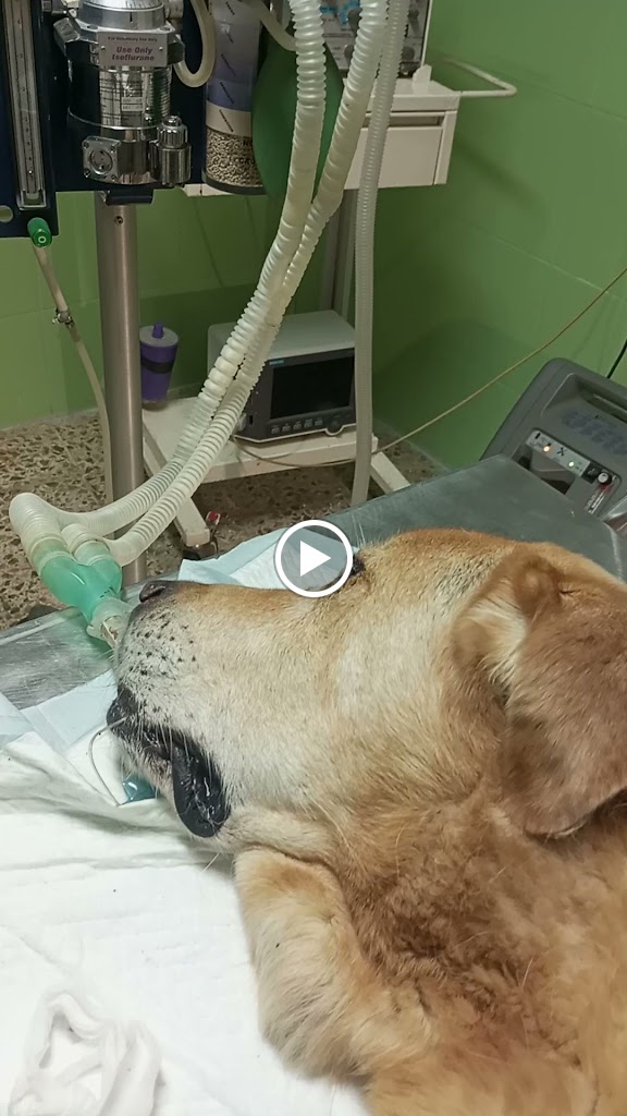 Clinica Veterinaria El CARRETERO — Videos