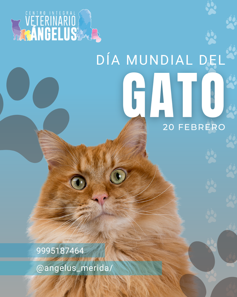 Centro Integral Veterinario Angelus Merida — Del propietario
