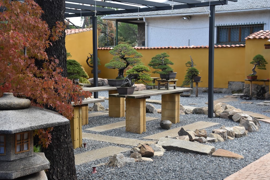 David Benavente Estudio de Bonsai