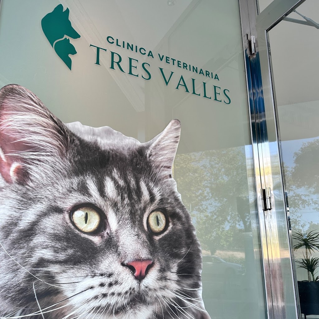 Tres Valles - Clinica Veterinaria 24h — Gato