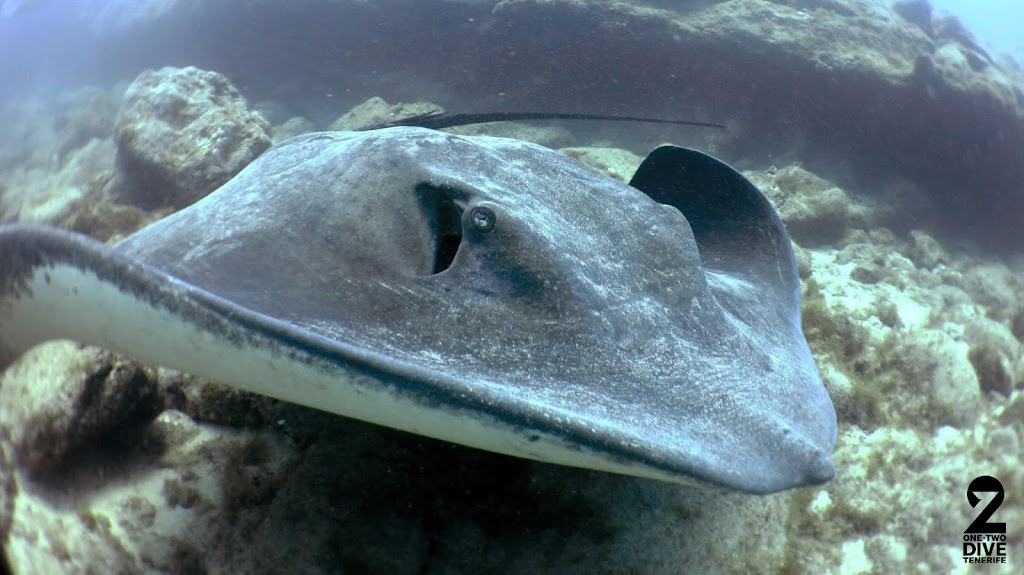 One Two Dive Tenerife