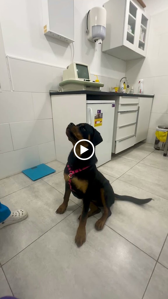 Clinica Veterinaria Doggy's Vet — Del propietario