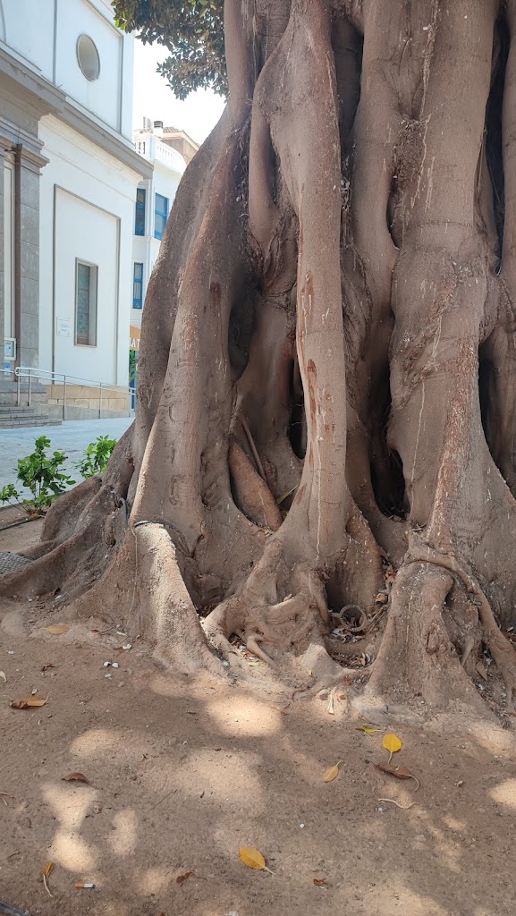 Ficus centenario Plaza de Espana