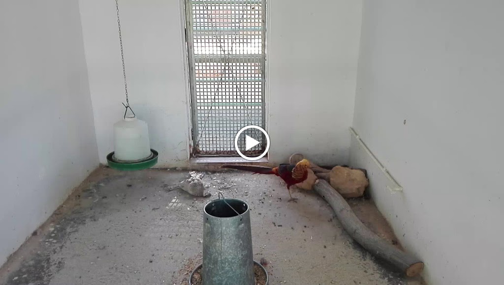Restaurante Salmedina — Videos