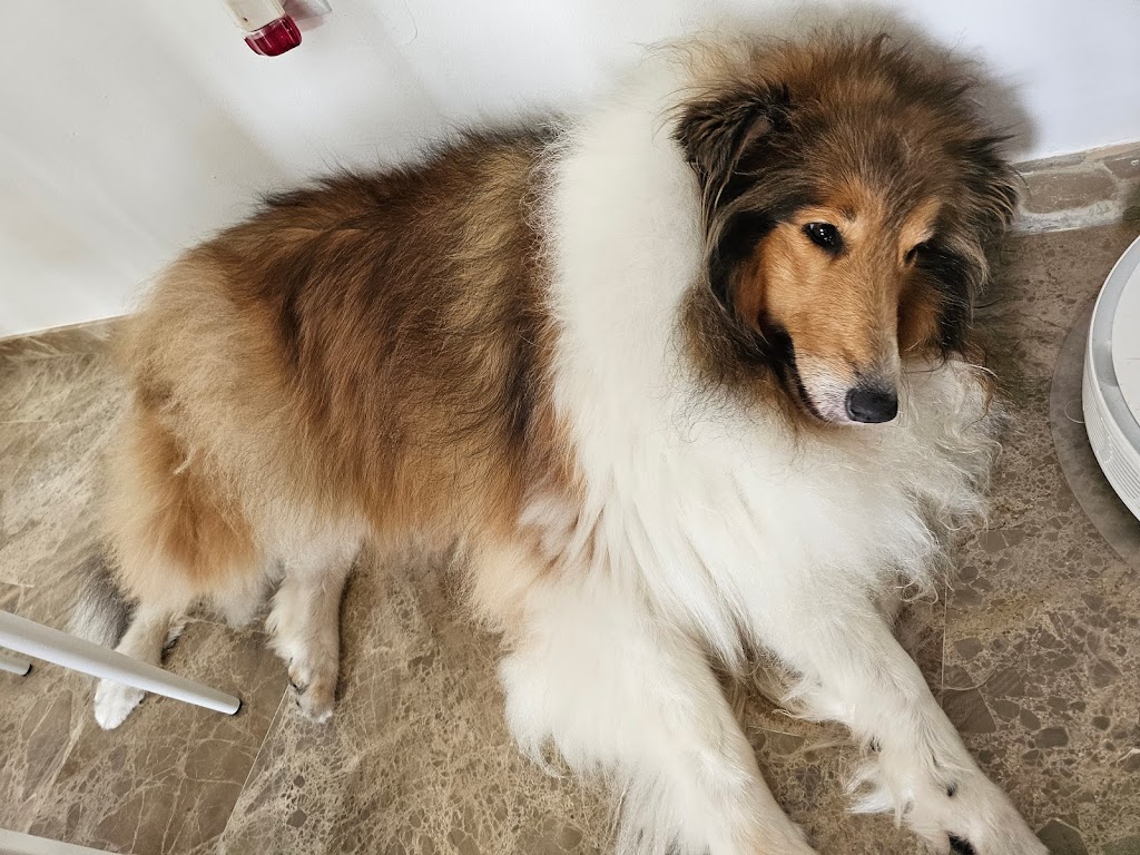 Peluqueria Canina PELOS