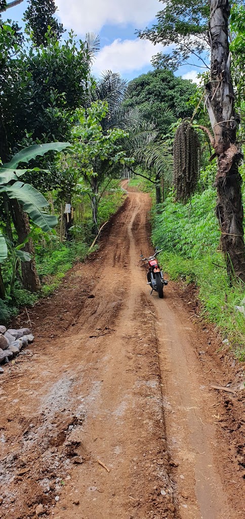 Hutan Pinus Padasuka