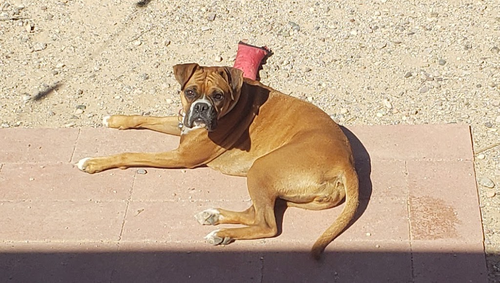 Perro