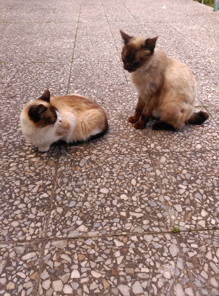 Emilio Rodriguez Diaz