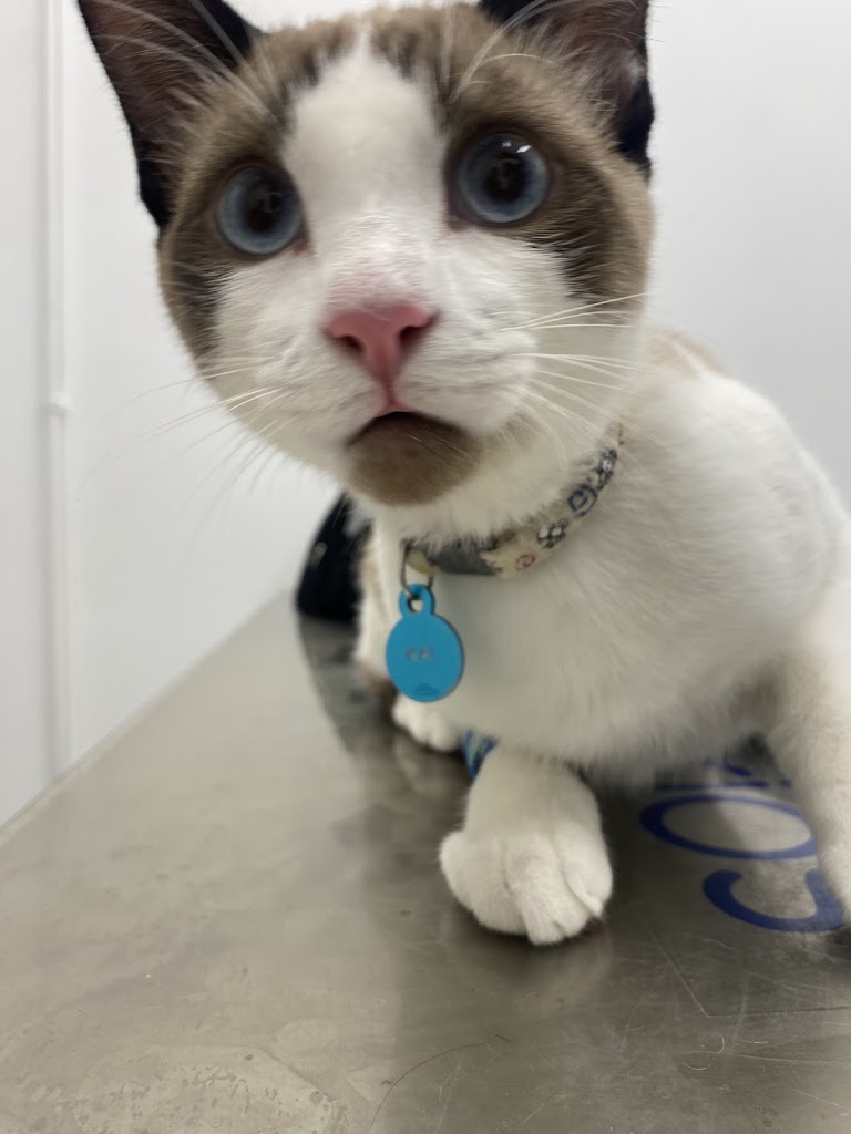 Tu Dogtora Clinica Veterinaria — Gato
