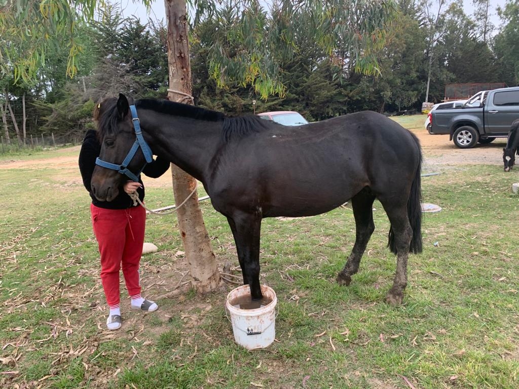 Caballo