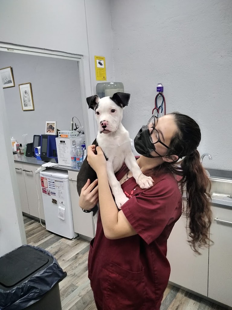 Centro Veterinario Metge de Mascotes — Del propietario