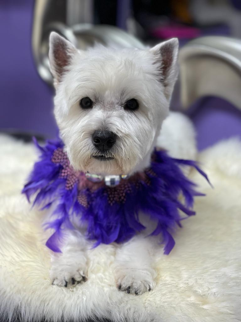 Caesar's Palace. Peluqueria Canina