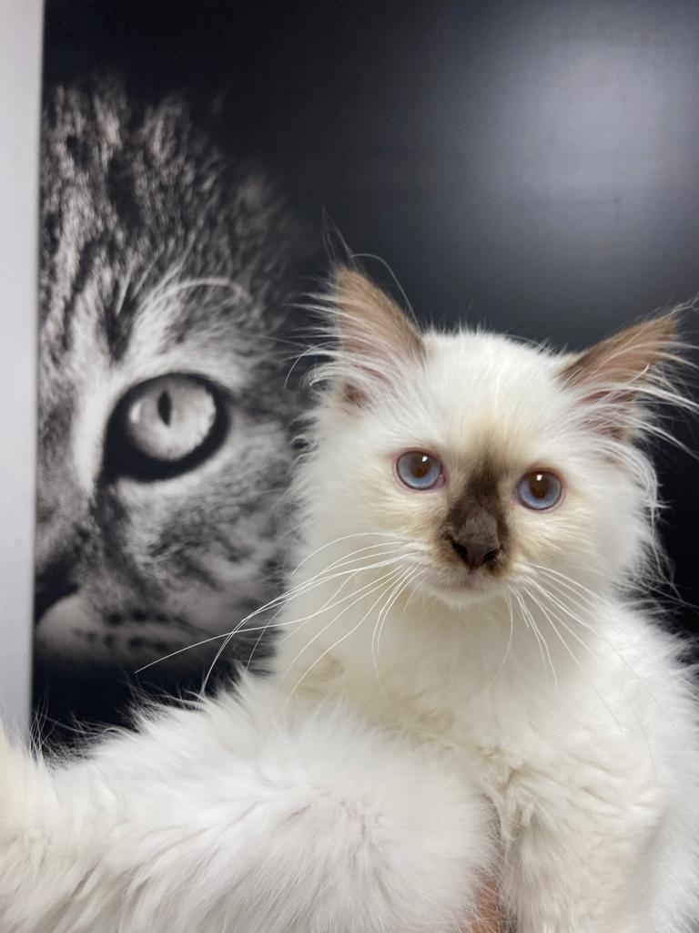 Clinica Veterinaria Pineda — Gato