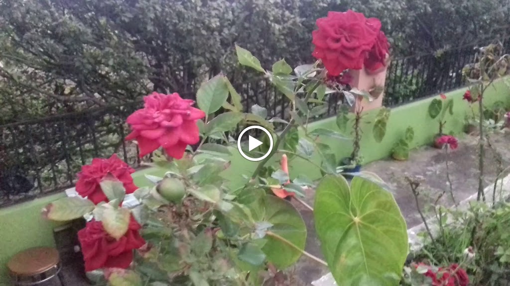 Restaurante El Trebol — Videos