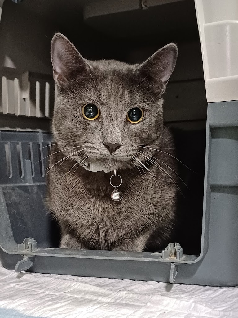 Serveis Veterinaris de Mataro — Del propietario