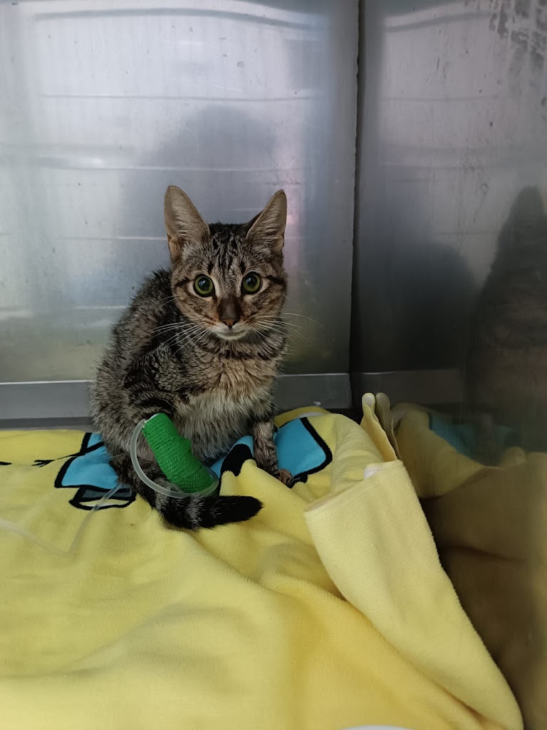 Ave Fenix Veterinaria