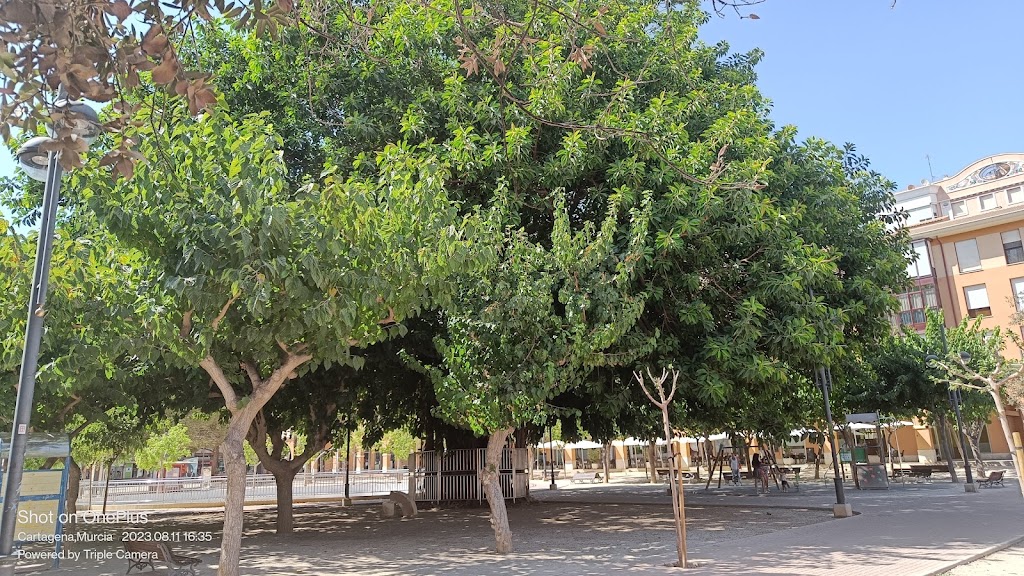 Ficus Monumentales