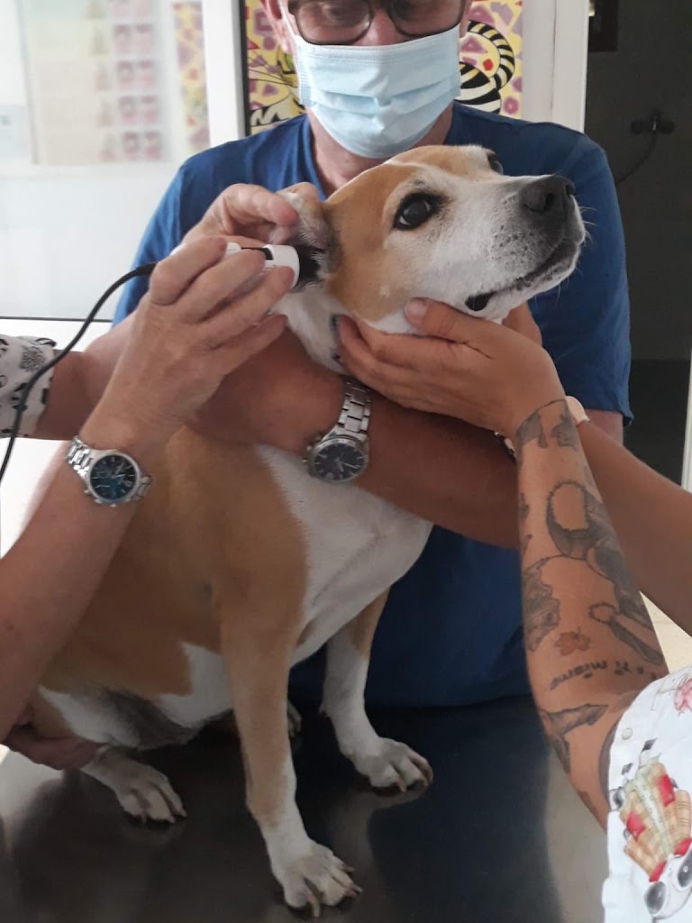 Telemascota — Del propietario