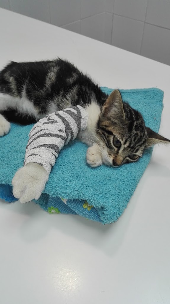 Clinica Veterinaria Pontes — Gato