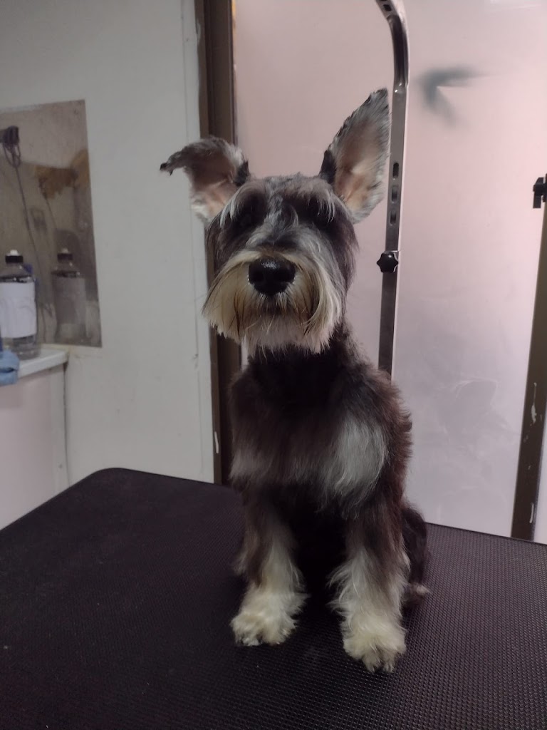 Perro