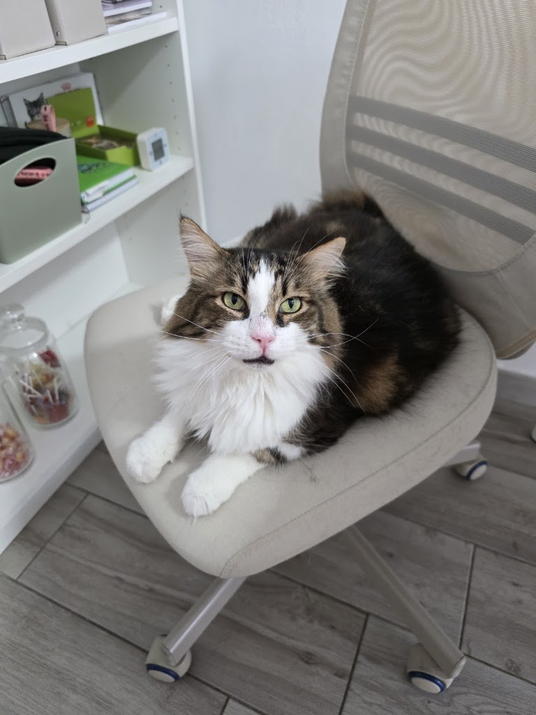 Clinica Veterinaria DermaBaena — Gato