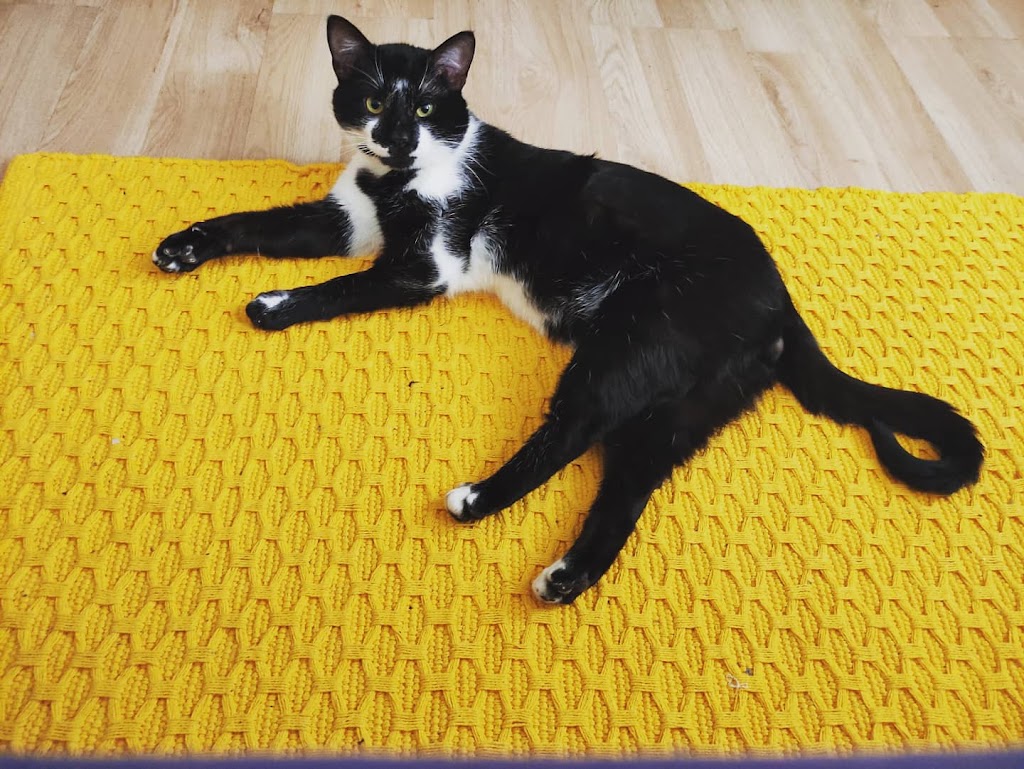 Gato