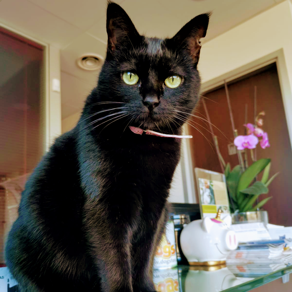 Clinica Veterinaria Comarcal — Gato