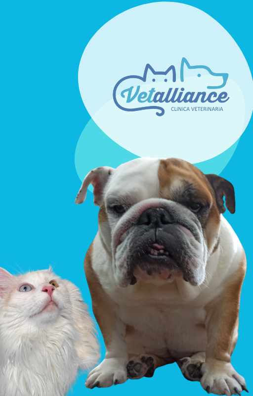 Vetalliance Clinica Veterinaria — Del propietario