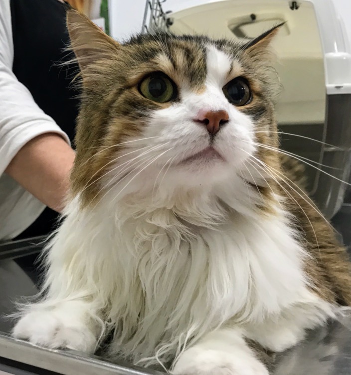 Veterinari Diagnostic — Gato