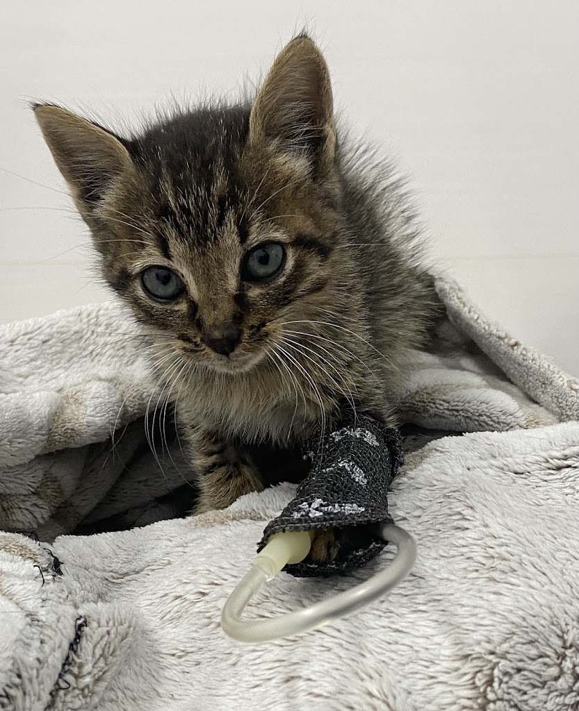 Clinica Veterinaria Castalia — Gato