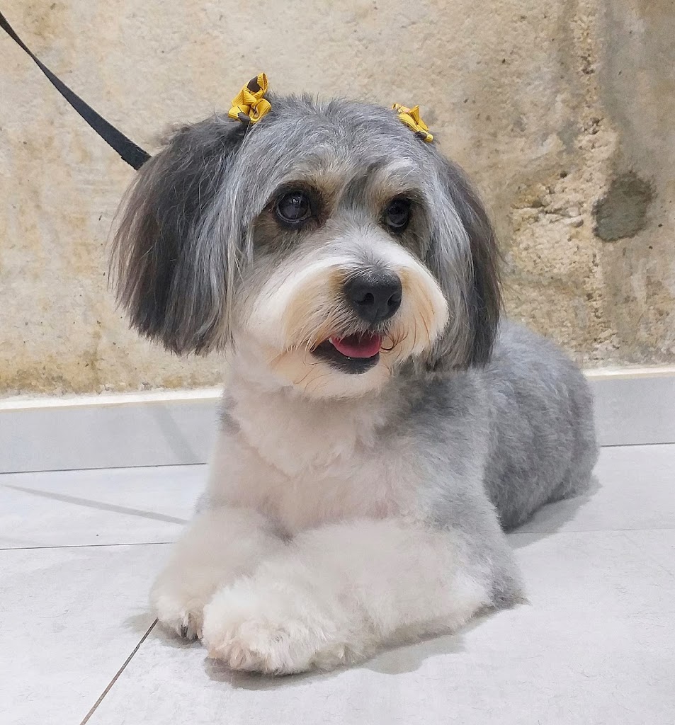 Surfing Animals | Veterinario & Peluqueria canina en Benidorm | Veterinary Benidorm | Veterinarnaya klinika v Benidorme — Perro