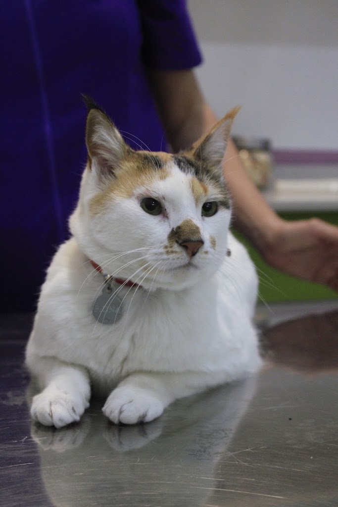 Clinica Les Fonts Veterinaria — Del propietario