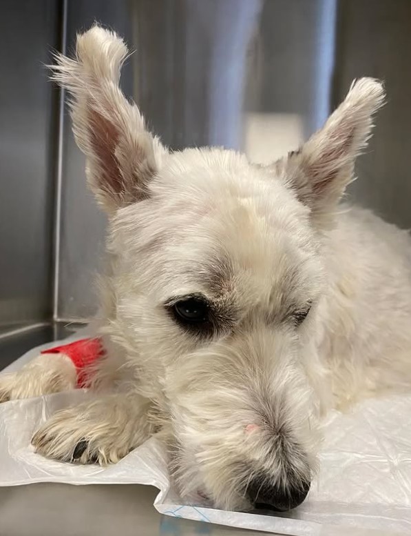 Hospital Veterinario Ramiro Tubio — Perro