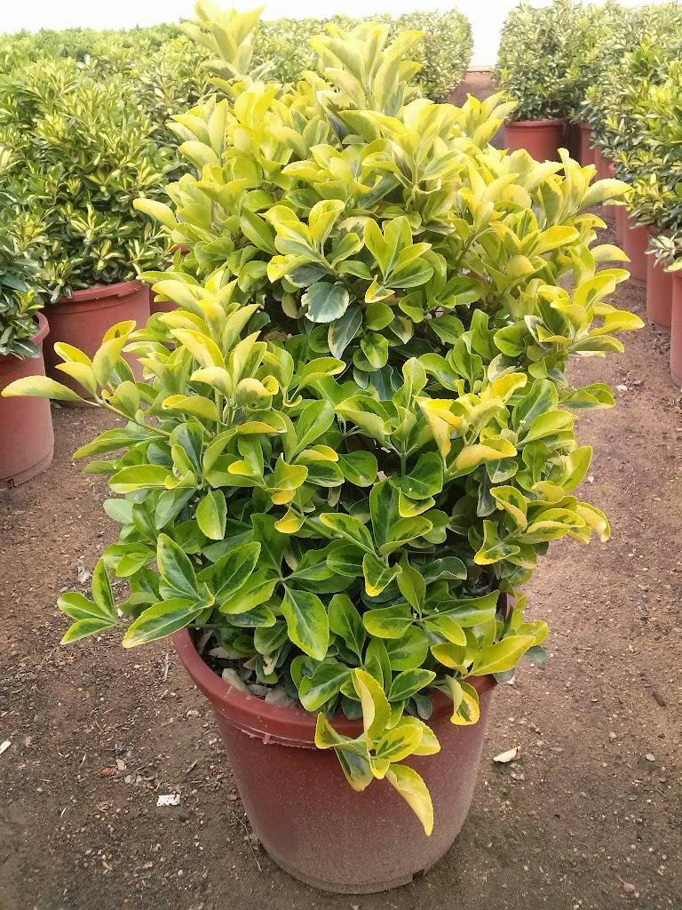 Vivers Terra Bona SL