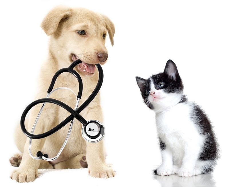 Clinica Veterinaria La Rosa — Gato