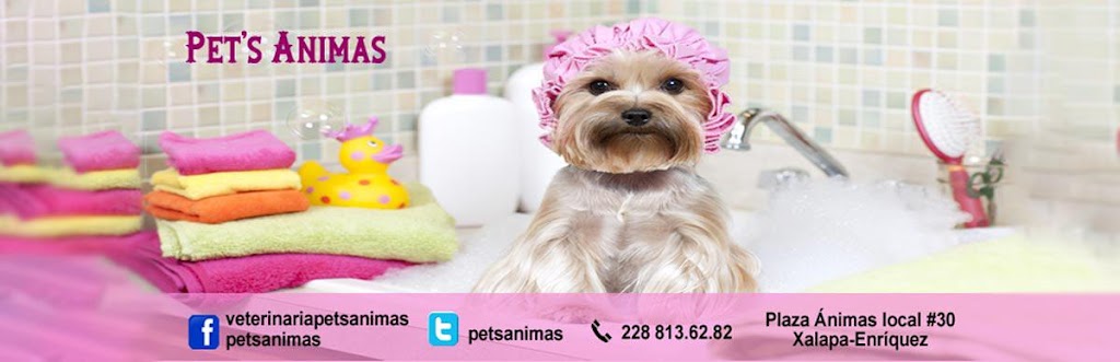Perro