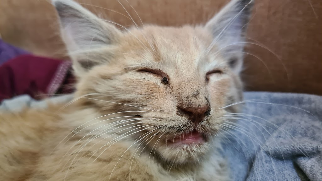 Gato