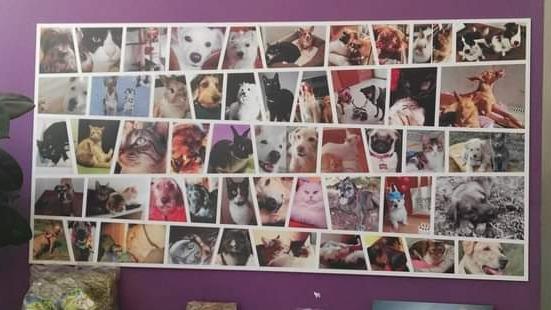 Clinica Veterinaria Exivet