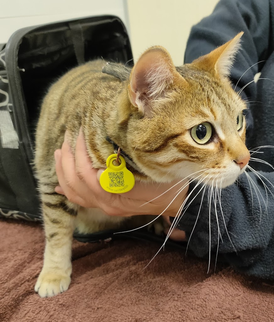 Albeitar Clinica Veterinaria