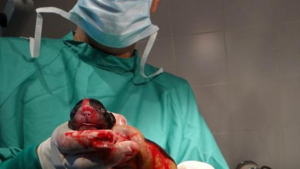 Clinica Veterinari Sant Antoni Abat