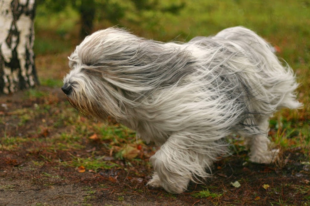 Clinica Veterinaria Abeletxe — Del propietario
