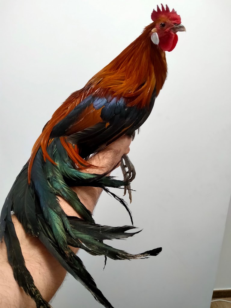 NAKURU Centro Veterinario — Gallo