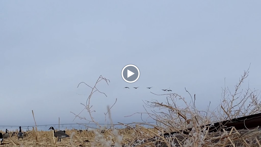 Videos