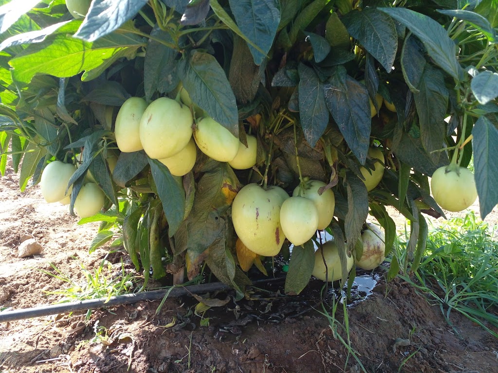 Chiclana Mobile House - Piscina , Wi-Fi, Relax