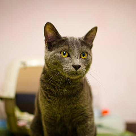 Ospedale Veterinario Santa Lucia — Del propietario
